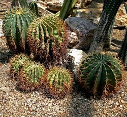 Ferocactus glaucescens Prg1.jpg