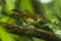 Ferruginous Babbler - Thailand S4E1809 (19301827778).jpg