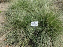 Festuca mairei - Botanischer Garten München-Nymphenburg - DSC07851.JPG