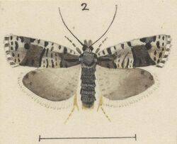 Fig 2 MA I437913 TePapa Plate-LII-The-butterflies full (cropped).jpg