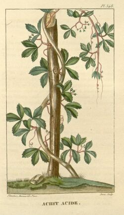 Flore médicale des Antilles, ou, Traité des plantes usuelles (Pl. 348) (7795720252).jpg