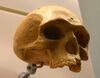 Florisbad-Helmei-Homo heidelbergensis.jpg