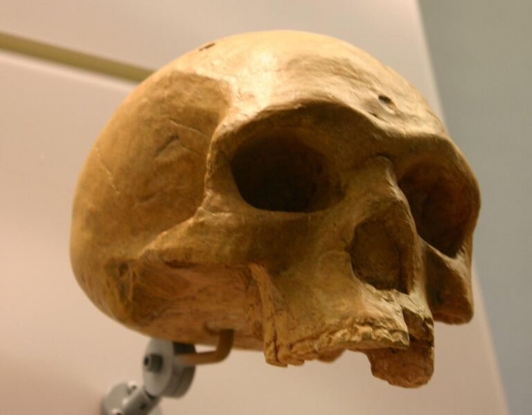 File:Florisbad-Helmei-Homo heidelbergensis.jpg