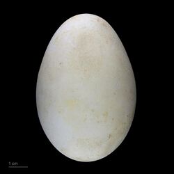 Egg of Fregata magnificens - MHNT
