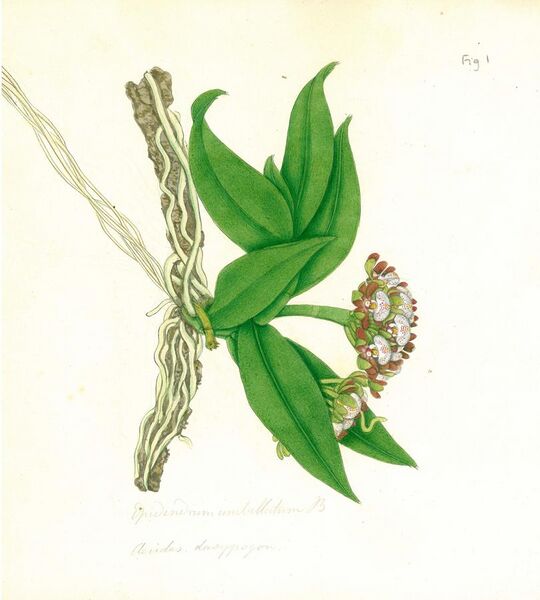 File:Gastrochilus dasypogon (Aerides dasypogon).jpg