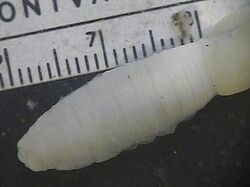 Giant Palouse earthworm.jpg