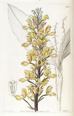 Govenia superba - Edwards vol 21 pl 1795 (1836).jpg