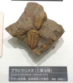 Gravicalymene yamakoshii - National Museum of Nature and Science, Tokyo - DSC07017.JPG