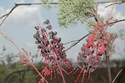 Grevillea benthamiana.jpg