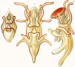 Haeckel Asteridea Larvae.jpg