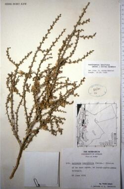 Halothamnus lancifolius, herbarium sheet.JPG