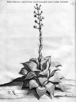 Haworthia retusa Iconotype J Commelin 1701.jpg