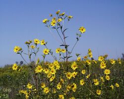 Helianthus giganteus.jpg