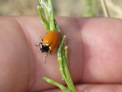 A subspecies of ladybug crawling on a plant stem and a human hand. The ladybug is red, oval, and spotless.