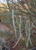 Horse mulga fruit.jpg