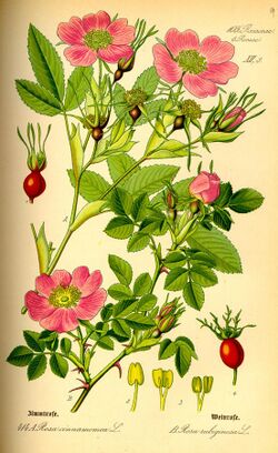 Illustration Rosa majalis0.jpg