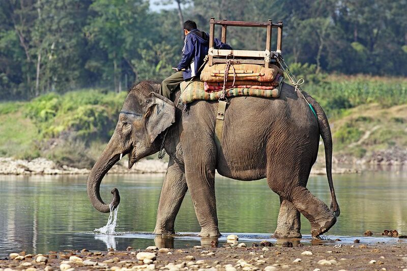 File:Indian-Elephant-444.jpg