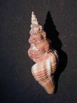 Knefastia olivacea 002.jpg