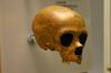 La Quina 18. Homo neanderthalensis child.jpg