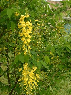 Laburnum anagyroides.jpg