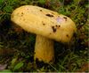 Lactarius repraesentaneus 73826.jpg