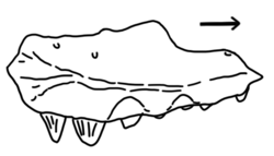 Lamarquesaurus maxilla.png