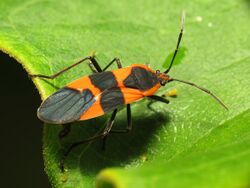 Large Milkweed Bug (28201447673).jpg