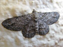 Lepidoptera Geometridae Inchworm moth on wall.jpg