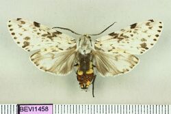 Lepidozikania cinerascens.JPG