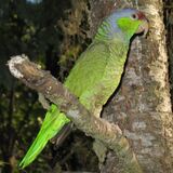 Lilac-crowned Amazon.jpg