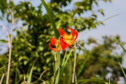 Lilium amabile 2.jpg