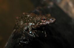 Litoria meiriana.jpg