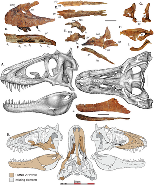 Greyscale reconstruction of a skull viewed from the left and from above; various fossils of skull bones appear above, and are highlighted in brown on silhouettes of the skull below