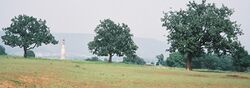 Mahuwa trees in Chhattisgarh.jpg