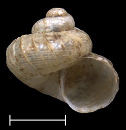 Maizaniella sapoensis shell.png