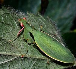 Mantis (Hyalomantis punctata) (7621511836).jpg