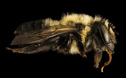 Megachile gemula, f, side, Maine, Du Clos 2015-12-01-15.01 (23489882293).jpg