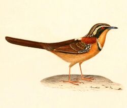 Melanopareia torquata 1847.jpg