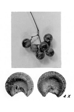 Menispermum canadense fruit-seed.jpg