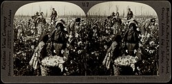 Pictured is a black and white photograph, with a small African American boy in the center. He holds a basket of picked cotton. Behind him is his family bending over cotton plants. The picture is duplicated and the surrounding frame is that of a Keystone manufacturing company.