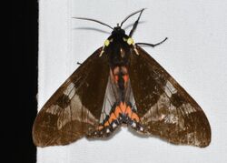 Moths of Costa Rica (Dysschema magdala).jpg