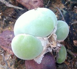Muiria hortenseae - Mouse-head succulent 6.jpg