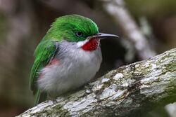 Narrow billed tody 6.jpg