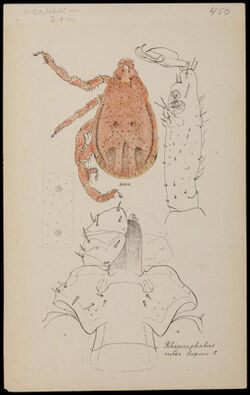 Naturalis Biodiversity Center - RMNH.ART.1210 - Rhipicephalus ruber - Mites - Collection Anthonie Cornelis Oudemans.jpeg