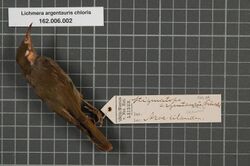 Naturalis Biodiversity Center - RMNH.AVES.133720 1 - Lichmera argentauris chloris (Salvadori, 1878) - Meliphagidae - bird skin specimen.jpeg