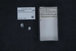 Naturalis Biodiversity Center - RMNH.MOL.179698 - Vanikoro cuvieriana (Récluz, 1844) - Vanikoridae - Mollusc shell.jpeg