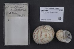 Naturalis Biodiversity Center - RMNH.MOL.189630 - Natica fulminea (Gmelin, 1791) - Naticidae - Mollusc shell.jpeg