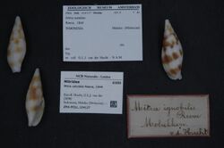 Naturalis Biodiversity Center - ZMA.MOLL.104127 - Mitra ustulata Reeve, 1844 - Mitridae - Mollusc shell.jpeg