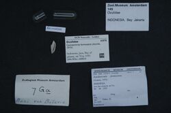 Naturalis Biodiversity Center - ZMA.MOLL.160810 - Contrasimnia formosana (Azuma, 1972) - Ovulidae - Mollusc shell.jpeg