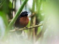 Neoctantes niger - Black Bushbird - female (cropped).jpg